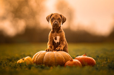 Very Vasco Of wonderful Paws