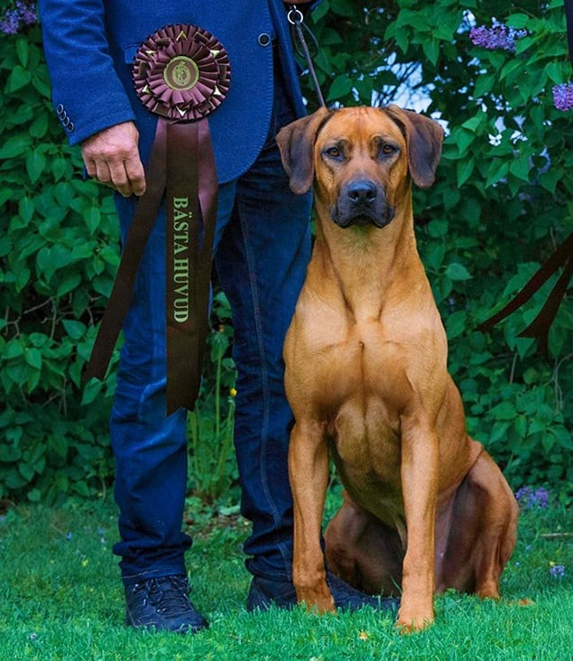 CH. ave cesar  dark obsession