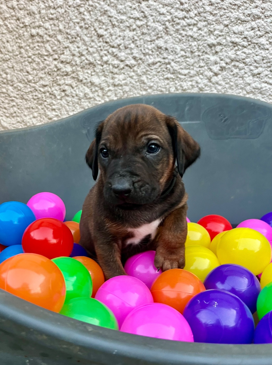 Méline Kesmedjian - Chiots disponibles - Rhodesian Ridgeback