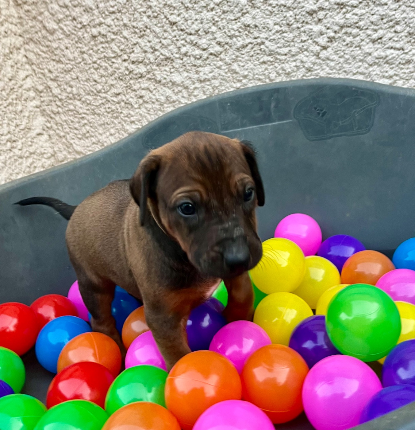 Méline Kesmedjian - Chiots disponibles - Rhodesian Ridgeback