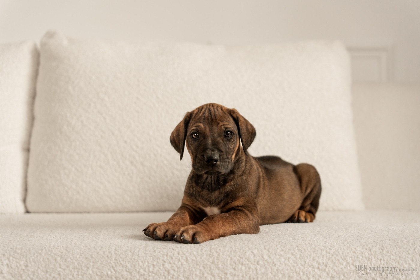 Méline Kesmedjian - Chiots disponibles - Rhodesian Ridgeback