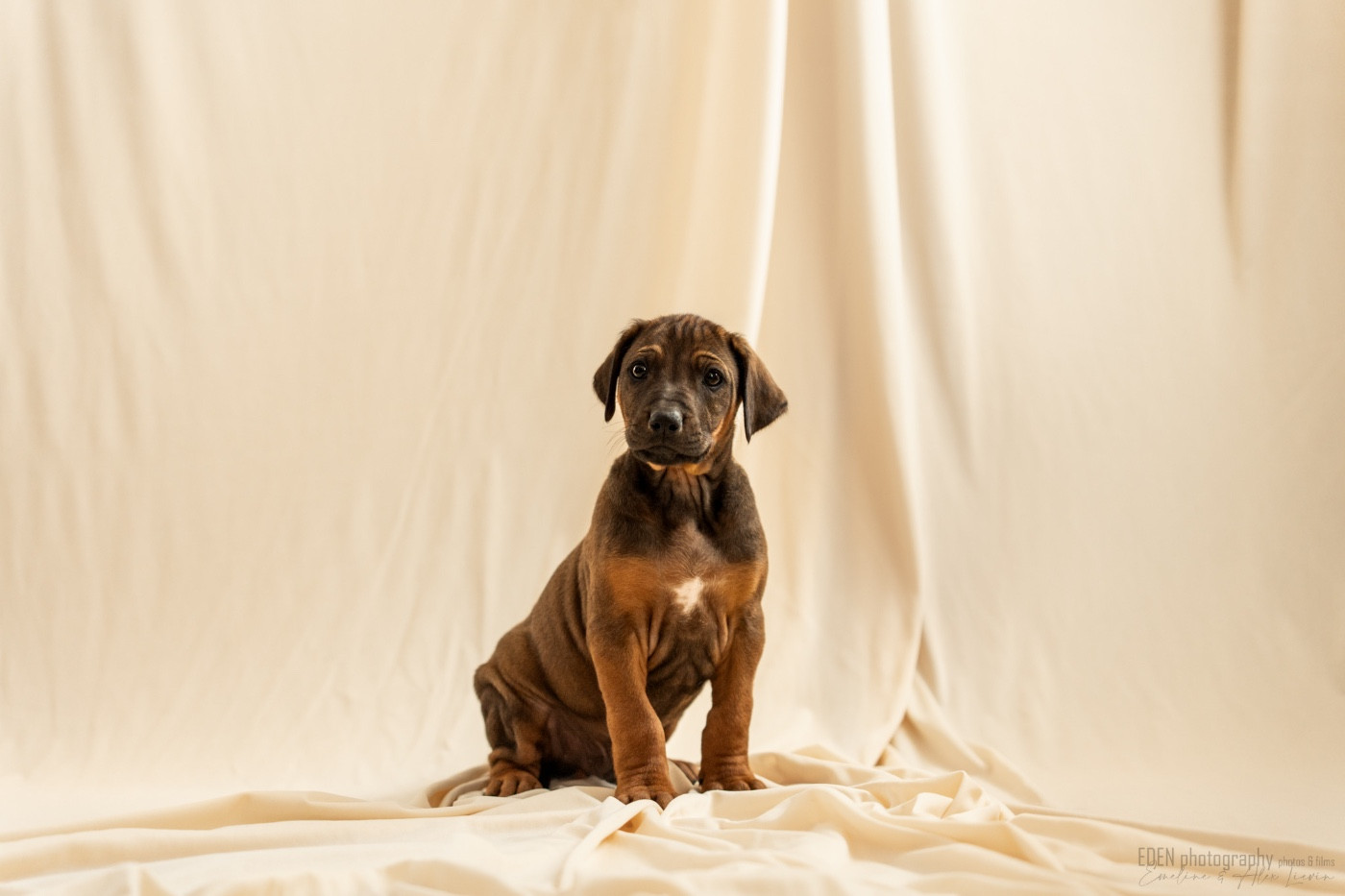 Méline Kesmedjian - Chiots disponibles - Rhodesian Ridgeback