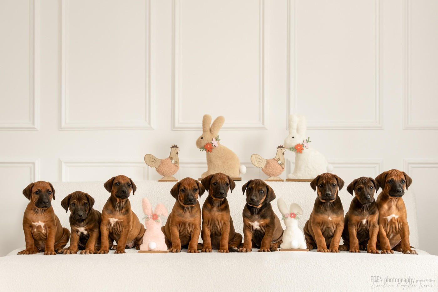 Chiot Rhodesian Ridgeback Méline Kesmedjian