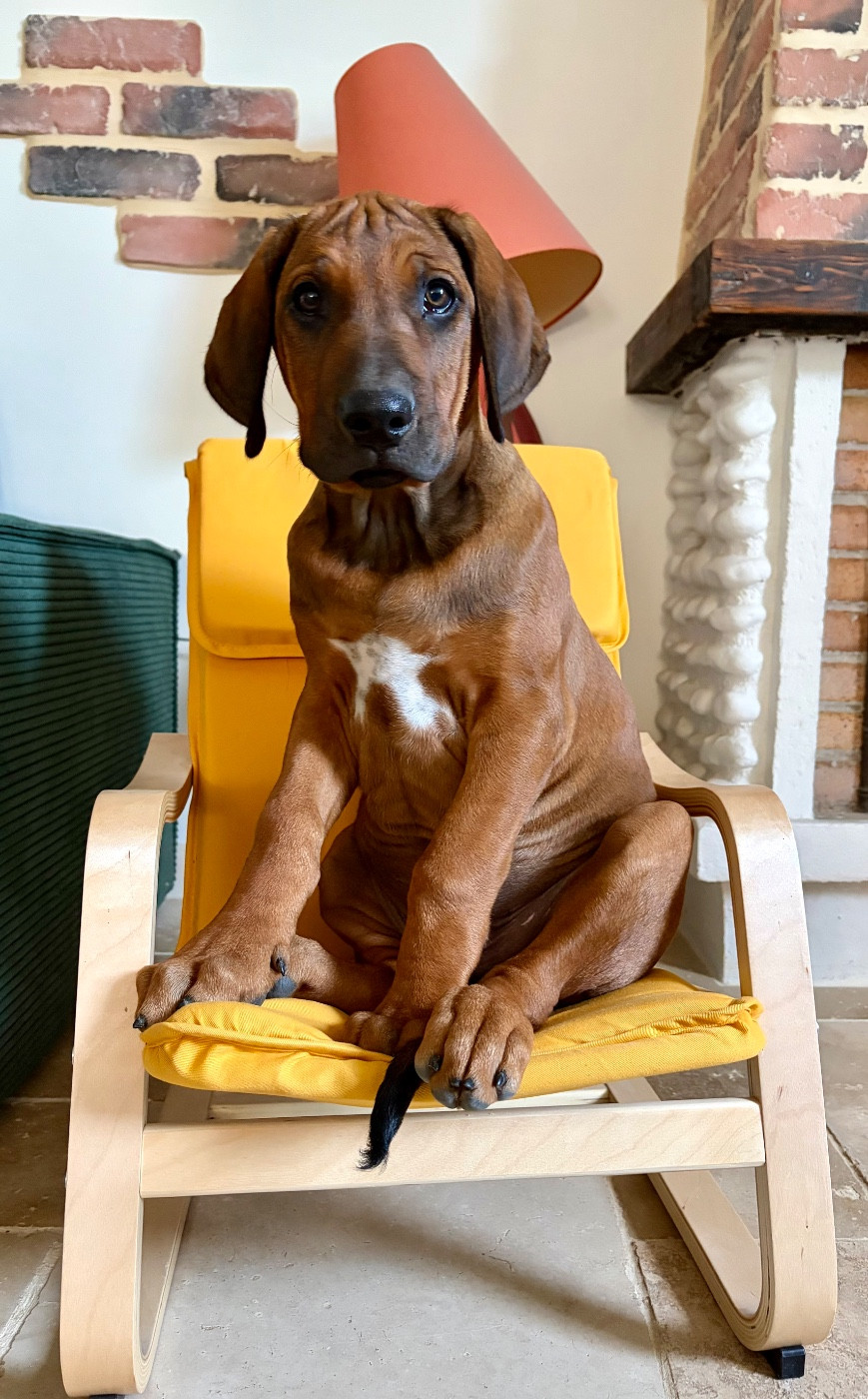 Méline Kesmedjian - Chiots disponibles - Rhodesian Ridgeback