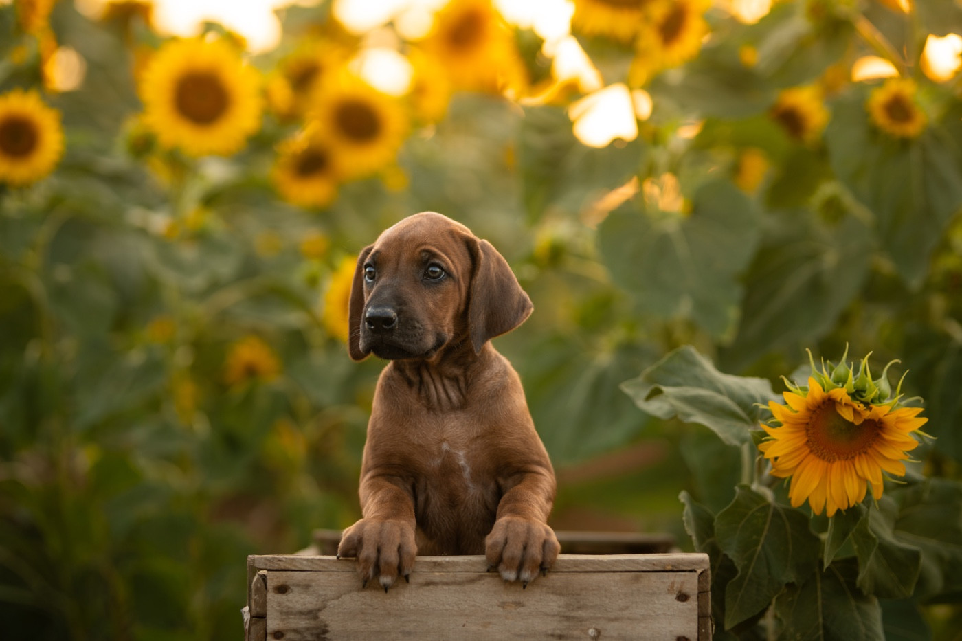Méline Kesmedjian - Rhodesian Ridgeback - Portée née le 27/05/2026