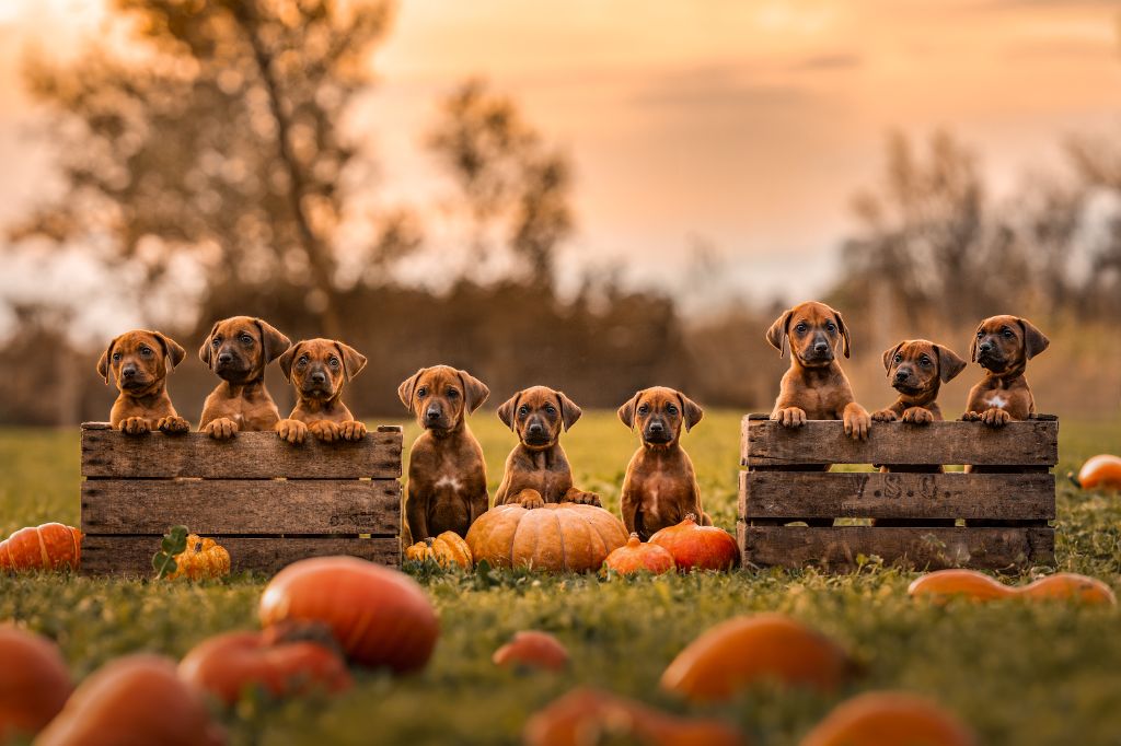 Chiot Rhodesian Ridgeback Méline Kesmedjian